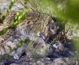 Recuperación lince